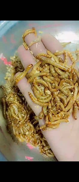 Superworms Super worm mealworms meal worm available 6