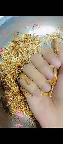 Superworms Super worm mealworms meal worm available 7