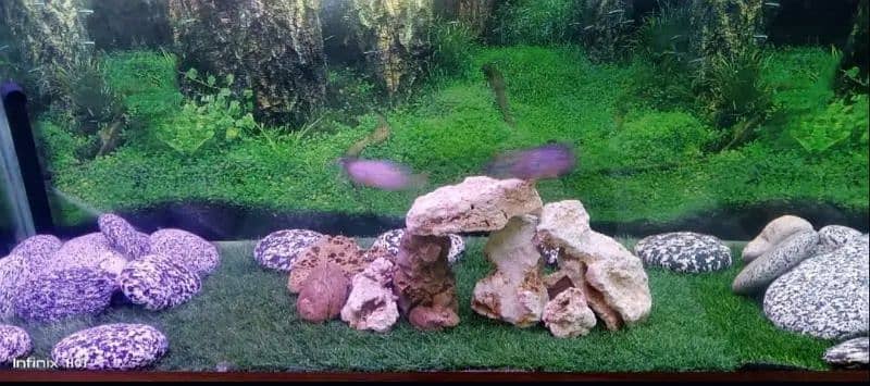 Aquarium with Fishes 4