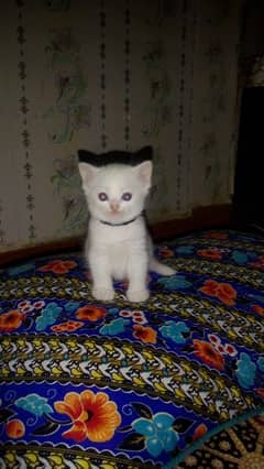 1 British kitten for sale. .