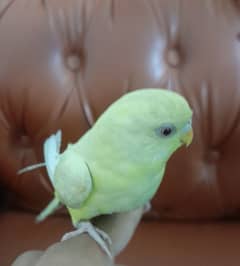 Red eye hand tamed budgie