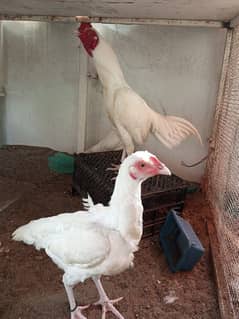 3 Heera chicks for sale 0