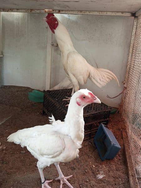 3 Heera chicks for sale 1