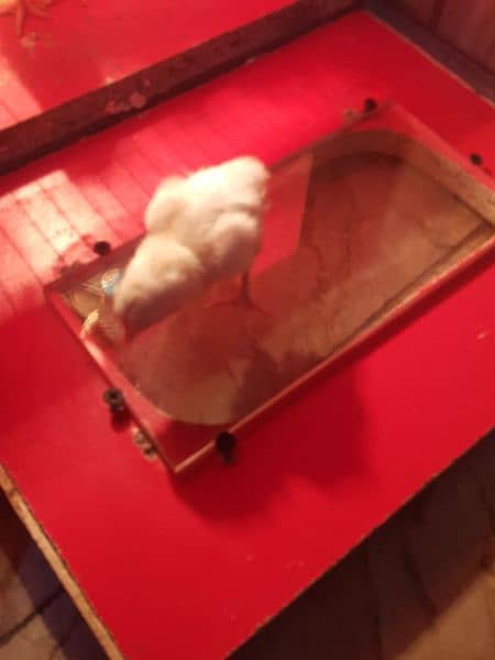 3 Heera chicks for sale 3