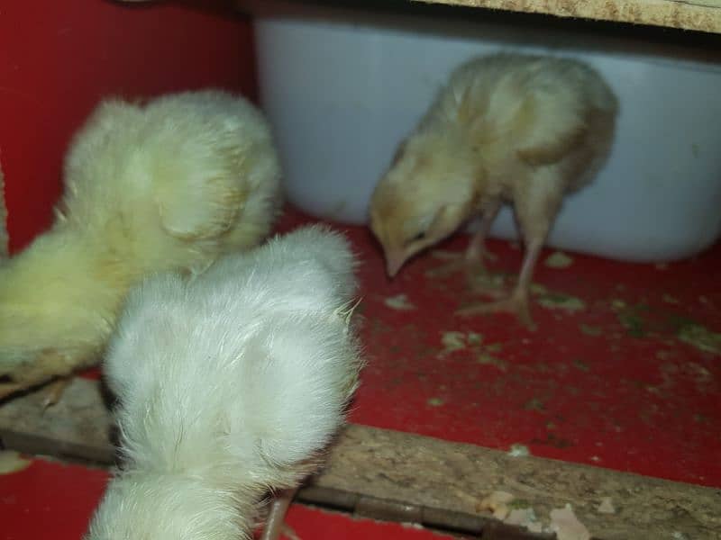 3 Heera chicks for sale 5