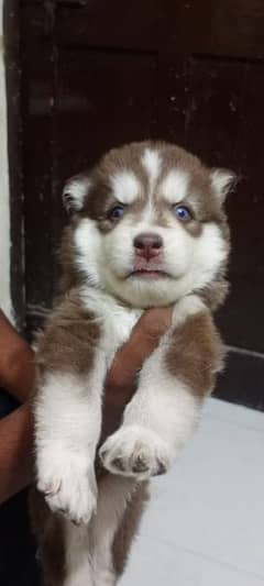 puppies available for sale,Siberian Husky puppies