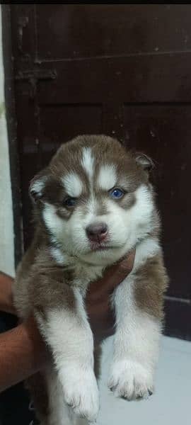 puppies available for sale,Siberian Husky puppies 1