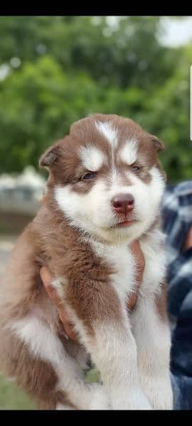 puppies available for sale,Siberian Husky puppies 2