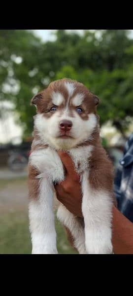 puppies available for sale,Siberian Husky puppies 4