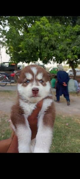 puppies available for sale,Siberian Husky puppies 5