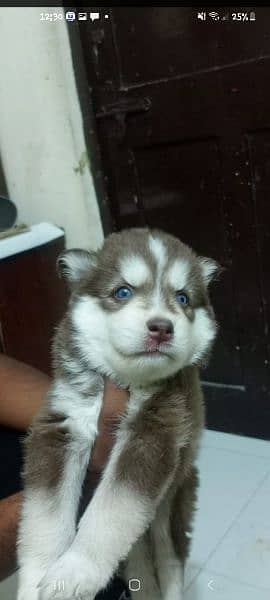 puppies available for sale,Siberian Husky puppies 6