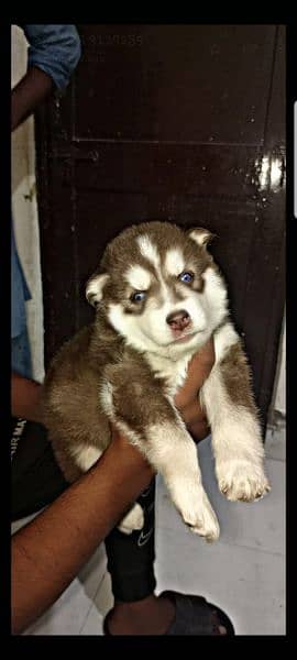 puppies available for sale,Siberian Husky puppies 9