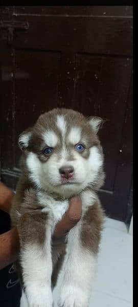 puppies available for sale,Siberian Husky puppies 10