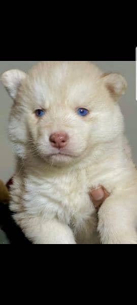 puppies available for sale,Siberian Husky puppies 11