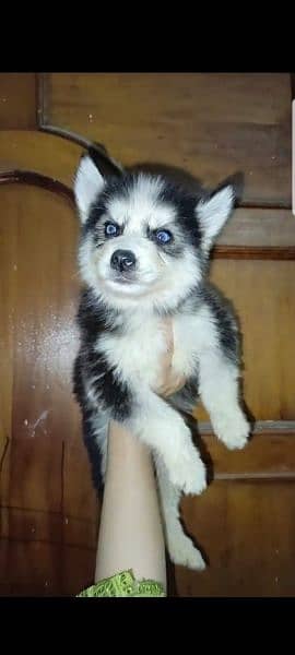 puppies available for sale,Siberian Husky puppies 15