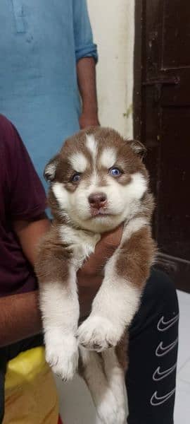 puppies available for sale,Siberian Husky puppies 16