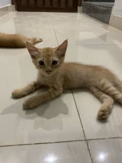 4 Persian kittens and 1.2 year old female cat for sale