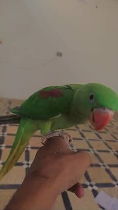 Ring Neck Raw parrot Hand tamed for sale