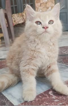 Persian kittens Sale