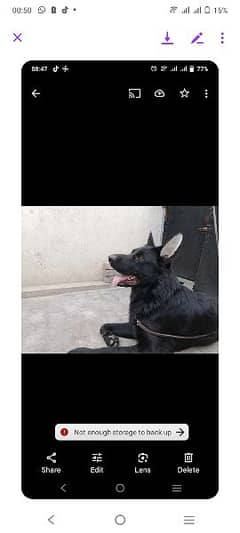 availble male dog for mtng