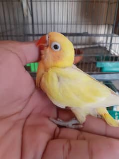 Beautiful Lovebird Chick available for handtame. Price 1800