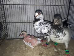 breeder pigeon pairs