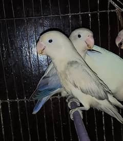 violet & slaty Euwing opaline pair