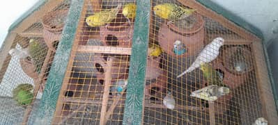 I Sale My Australian Parrots 6 Pairs  Witha Beautifull Wood Cage