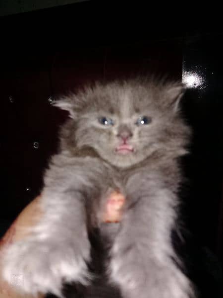persian punch face cat 2