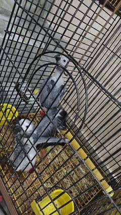 Grey parrot chicks raw chicks white to ringneck chicks 0