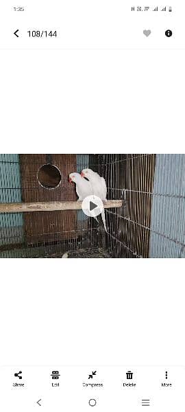 Grey parrot chicks raw chicks white to ringneck chicks 3