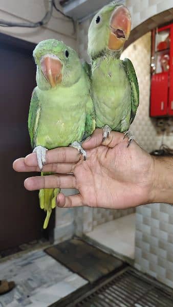 Grey parrot chicks raw chicks white to ringneck chicks 10