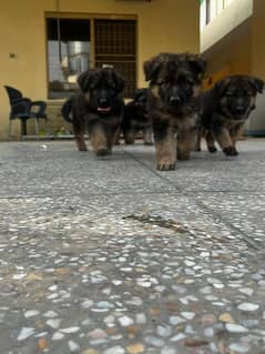 German shepherd gsd puppy dog