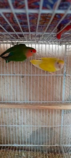 Love bird pair