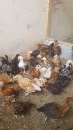 Punjab Breed Golden Misri Chicks Available: 03022709261.