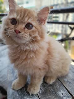 Persian kittens, Persian cat, Russian cat payed adoption (03363614333)