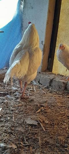 Heera Aseel Mian wali Pair with 2 chicks