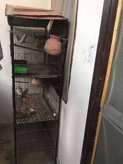 Cage with Australian parrots