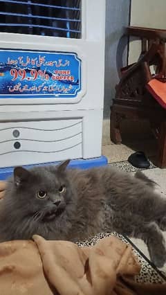 Persion Cat Male Smoke Grey Colour For Sale