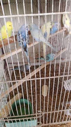 budgies available for sale