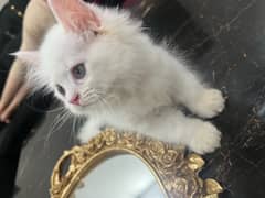 White Persian Kitten