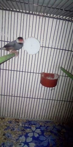 birds for sell