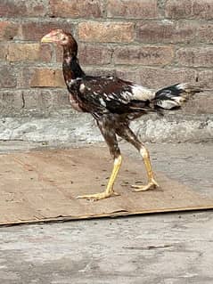 aseel chicks for sale in lahore age 4 month