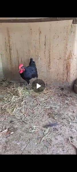 Australorp Male for seal 03064096984 1