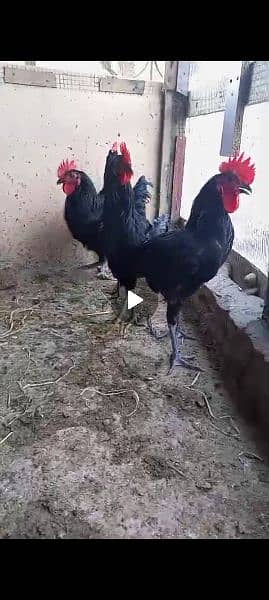 Australorp Male for seal 03064096984 2