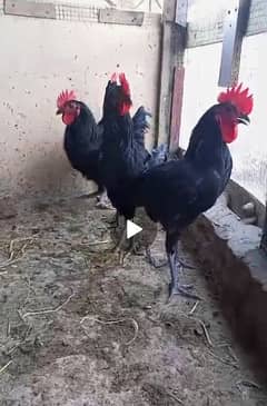 Australorp Male and female for seal 03064096984