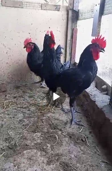 Australorp Male for seal 03064096984 0