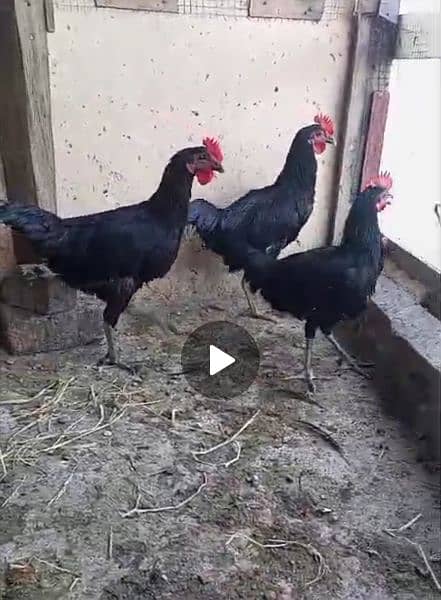 Australorp Male for seal 03064096984 3