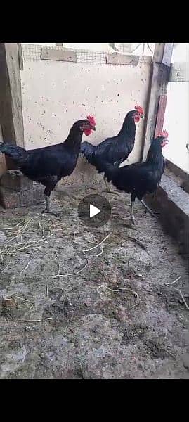 Australorp Male for seal 03064096984 4