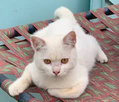 selling a turkesh male cat